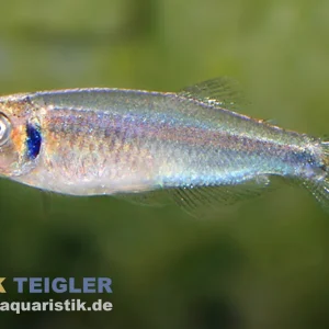 Kolibrisalmler, Tyttocharax cochui (Minifisch) Super-Preis